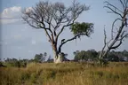 Africa