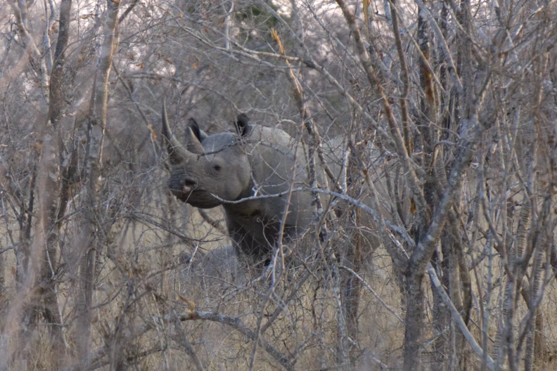 Black Rhino 4.webp