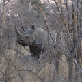 Black Rhino 4