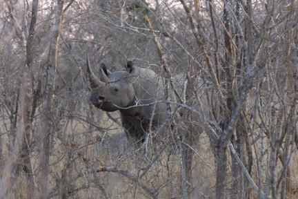 Black Rhino 4