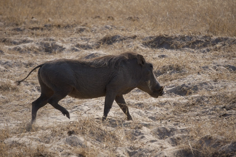 DSC01347.webp